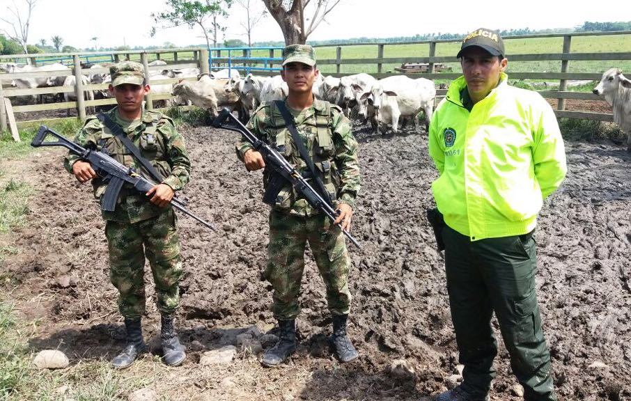 Autoridades lograron la recuperación de bovinos en los municipios de Trinidad y San Luis de Palenque