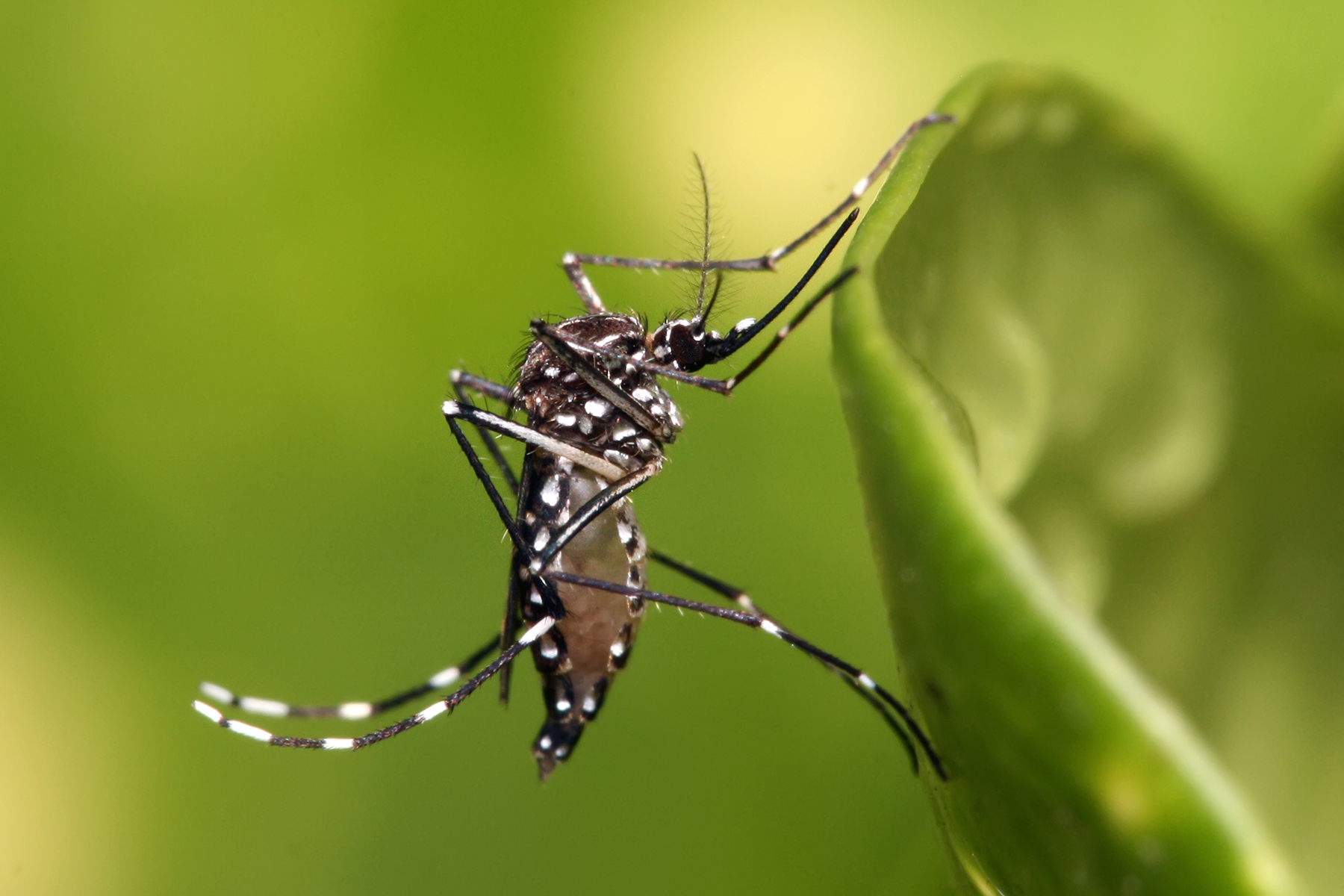 Secretaría de Salud departamental invita a Intensificar medidas preventivas, ante incremento de casos de dengue en Casanare