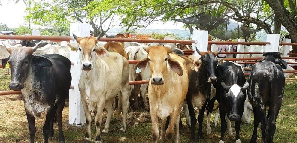 A partir del 2 de mayo inicia el segundo ciclo de vacunación contra la fiebre aftosa y la brucelosis bovina