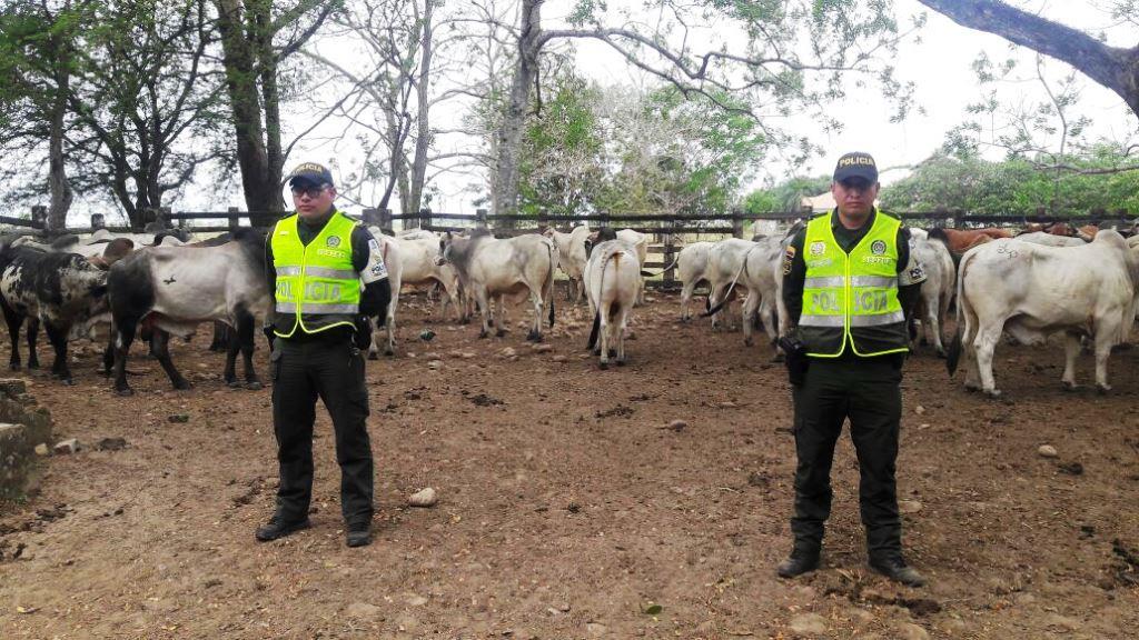 La Policía Fiscal y Aduanera lucha para mitigar el ingreso de ganado de contrabando