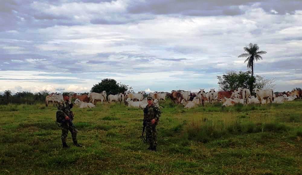 Ejército Nacional recuperó 276 reses que habían sido hurtadas en vereda de Paz de Ariporo