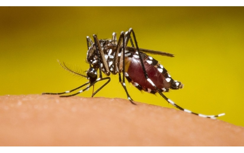 Reporte epidemiológico de dengue asciende a 5.156 casos en Casanare durante 2019