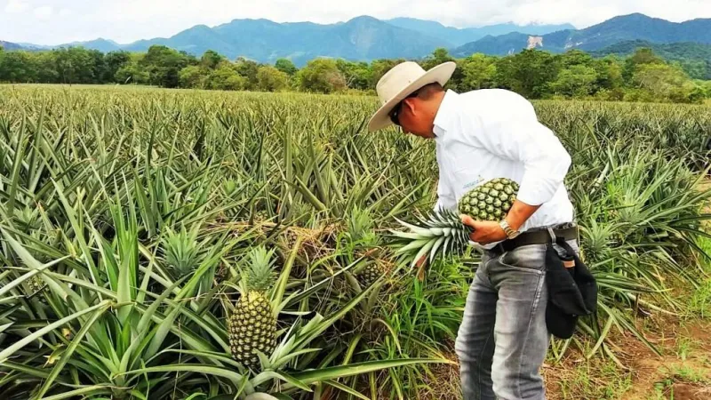 Productores de piña compartirán experiencias aprendidas en visita a Costa Rica