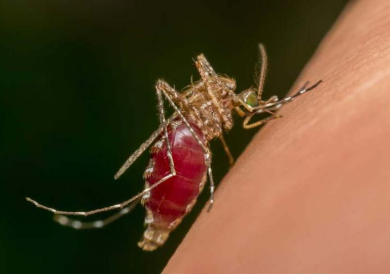 A la fecha 3.638 casos de dengue en Casanare, el municipio de Pore la zona de más alarma