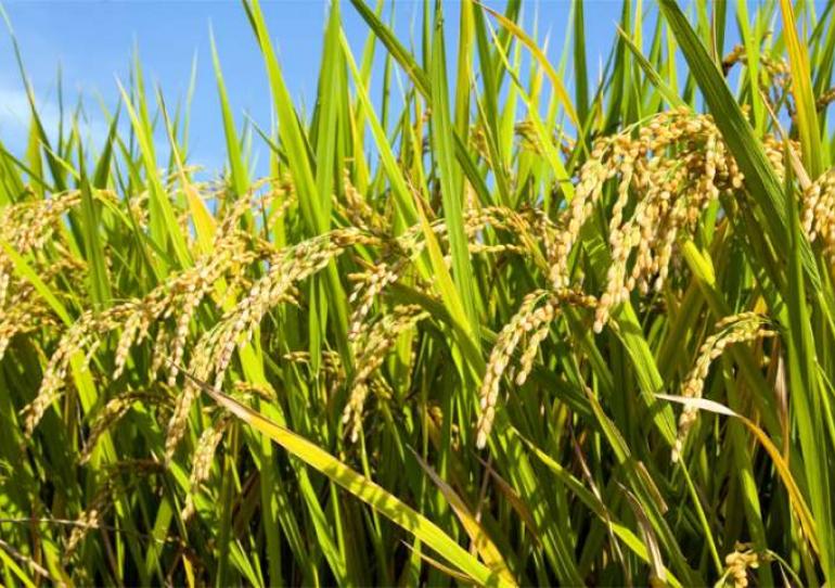 Fedearroz celebró los acuerdos logrados en el Consejo Nacional del Arroz para el pago del incentivo al almacenamiento