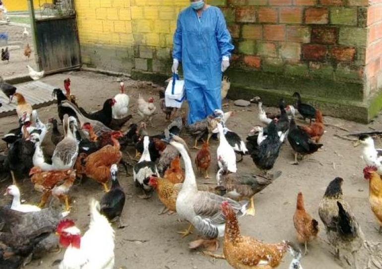 El ICA recuerda que deben vacunar sus aves contra Newcastle para evitar la diseminación de la enfermedad