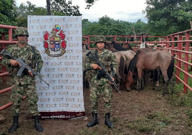 Ejército Nacional y Policía incautan 22 equinos en Tame, Arauca