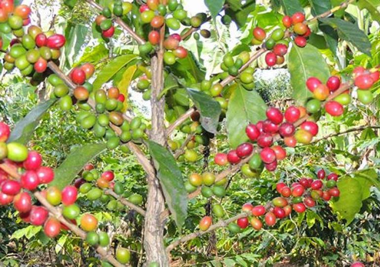 Ponen en marcha línea “Grano a Grano” con la cual cafeteros podrán comprar insumos y bajar costos de producción 