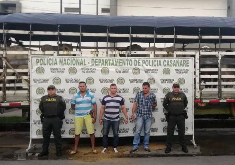 Diecisiete toros que habían sido hurtados en Hato Corozal fueron recuperados por la Policía