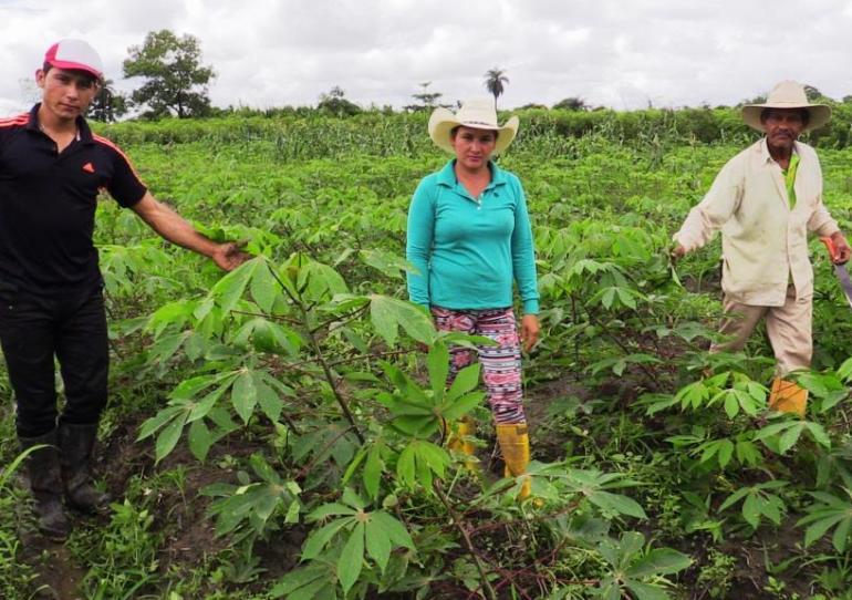 Gobierno departamental sigue fortaleciendo las cadenas productivas en Casanare