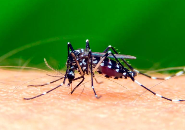 A la fecha Aguazul, Orocué y San Luis de Palenque son los municipios con más dengue en Casanare