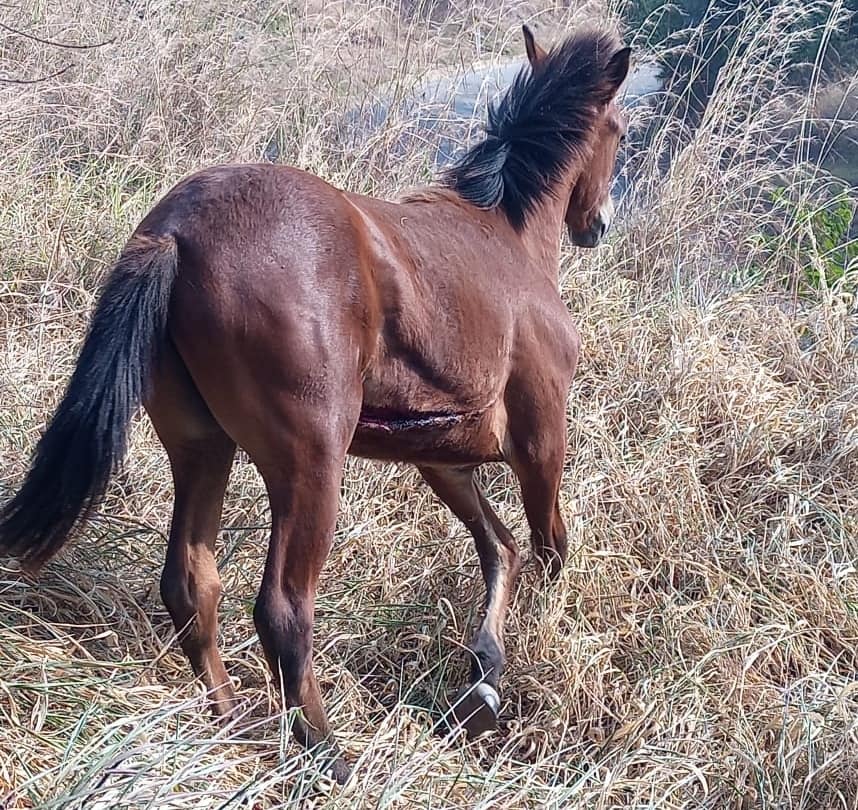 Caballo accidentado