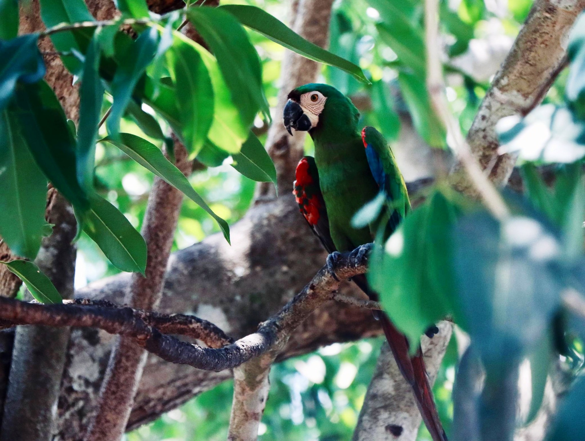 background-player-video