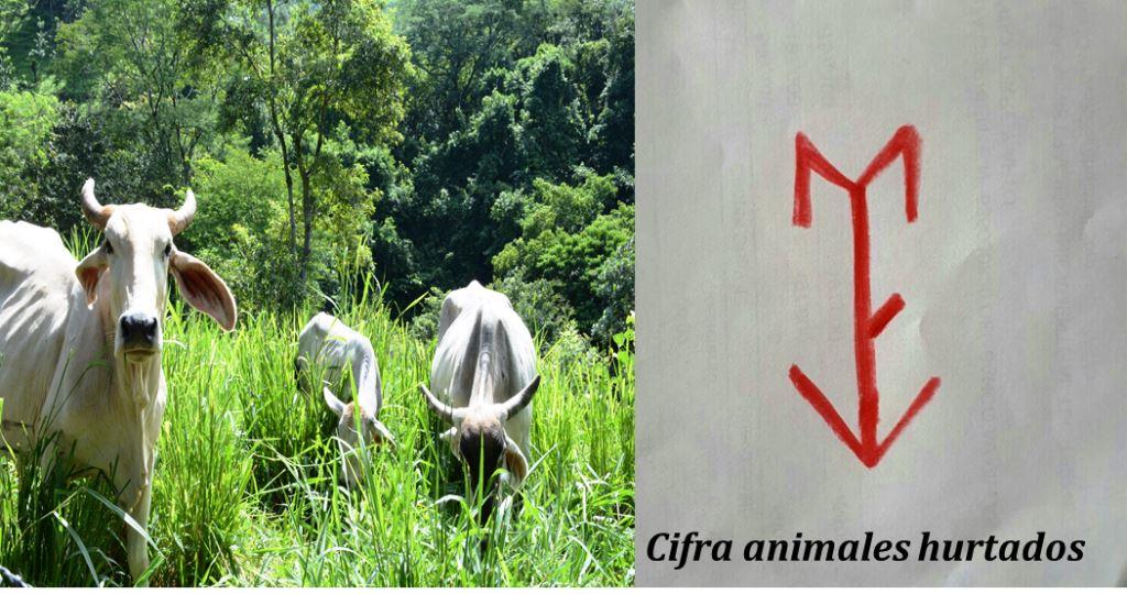 Autoridades adelantan operativos para rescatar ganado hurtado en jurisdicción de Hato Corozal