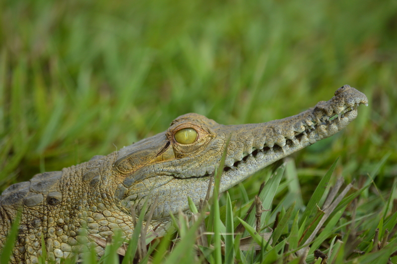 El Caimán Llanero una de las especies silvestres más liberadas a su hábitat en Casanare