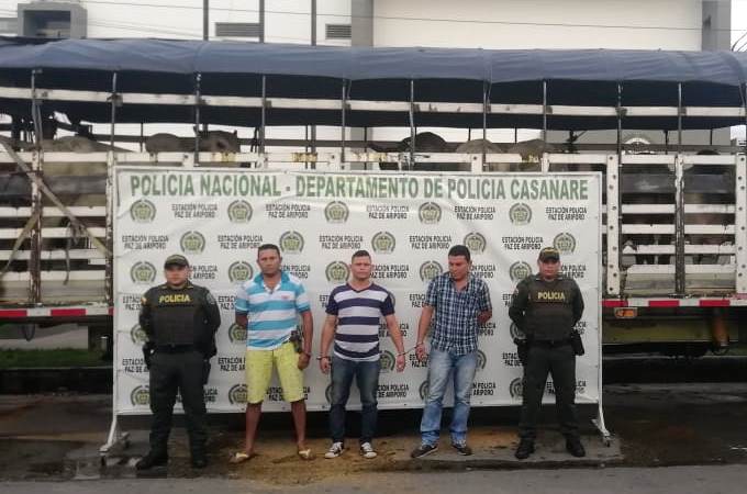 Diecisiete toros que habían sido hurtados en Hato Corozal fueron recuperados por la Policía