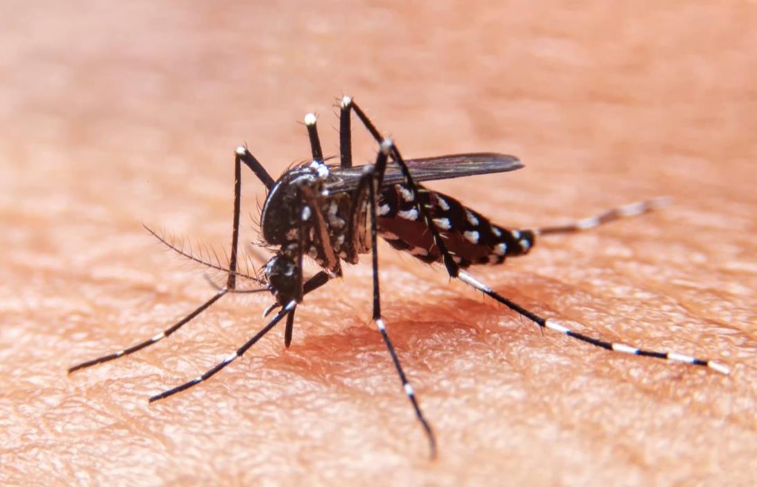 A pesar de la disminución con respecto al año anterior se han notificado 638 casos de Dengue en Casanare