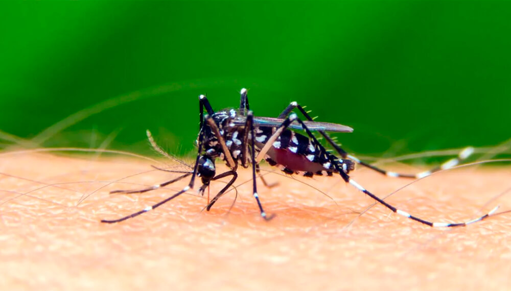 A la fecha Aguazul, Orocué y San Luis de Palenque son los municipios con más dengue en Casanare