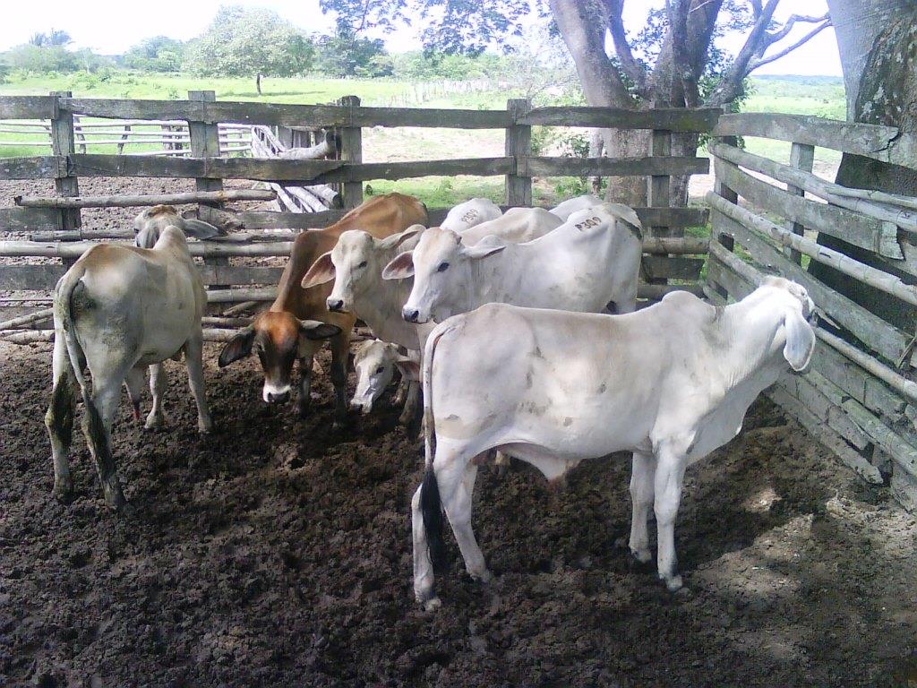 Inició el primer ciclo de vacunación contra la fiebre aftosa y la brucelosis bovina en todo el país