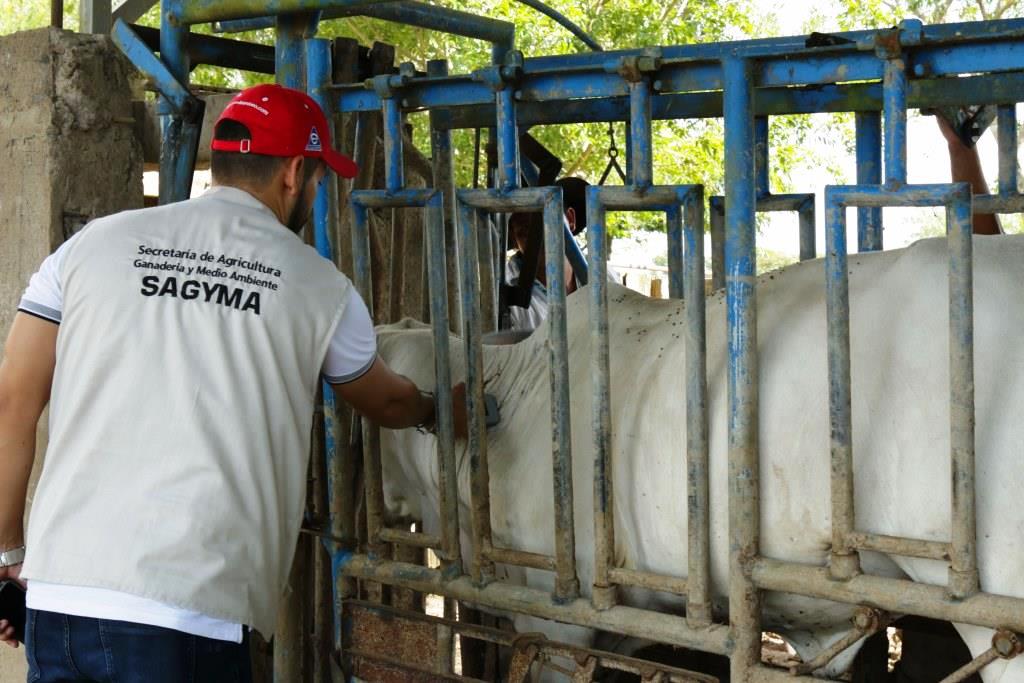 Secretaría de Agricultura departamental continúa trabajando en el mejoramiento genético bovino en Casanare
