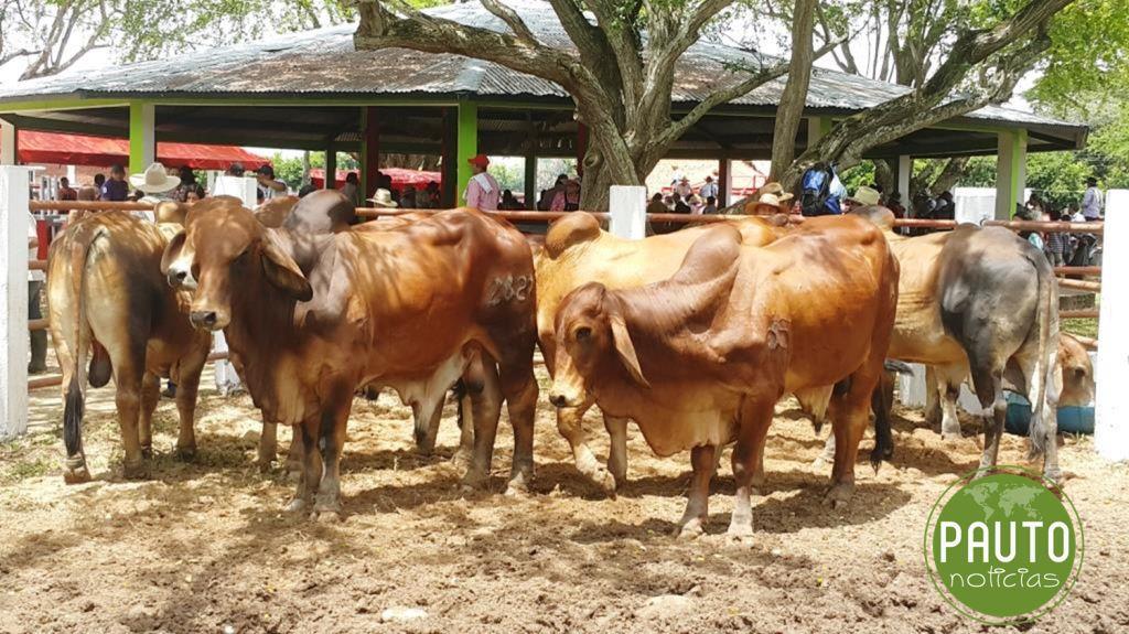 Este fin de semana en Paz de Ariporo se desarrolla la 35 Feria Ganadera comercial y doble propósito