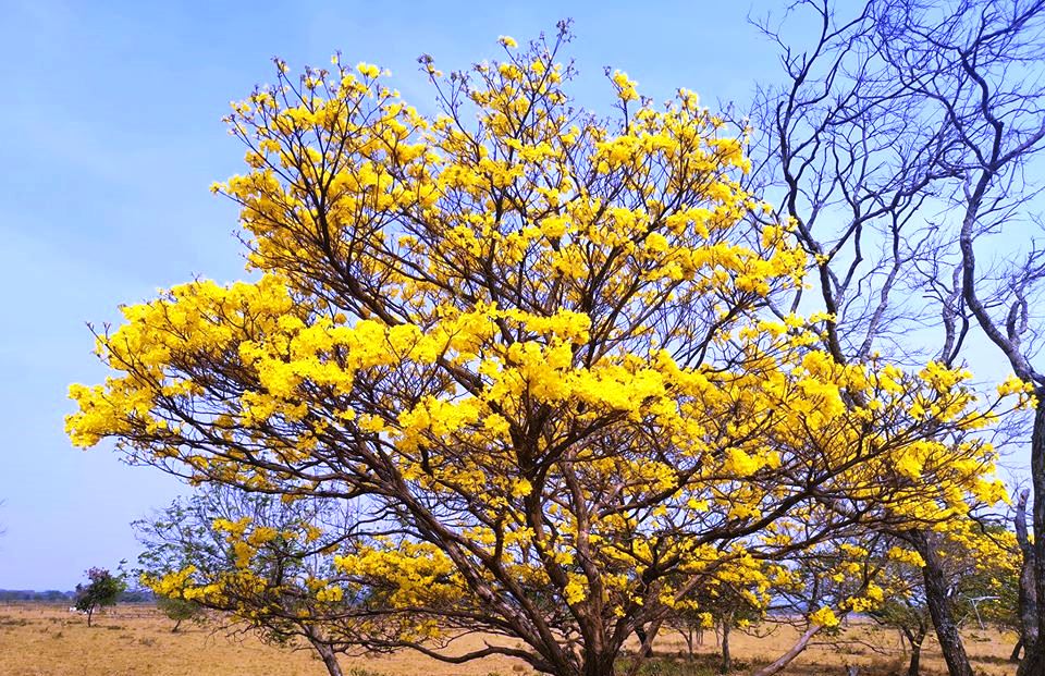 Fueron sembrados 500 plántulas de flor amarillo en el parque lineal en Paz de Ariporo