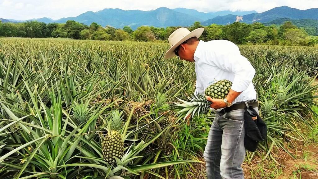 Productores de piña compartirán experiencias aprendidas en visita a Costa Rica