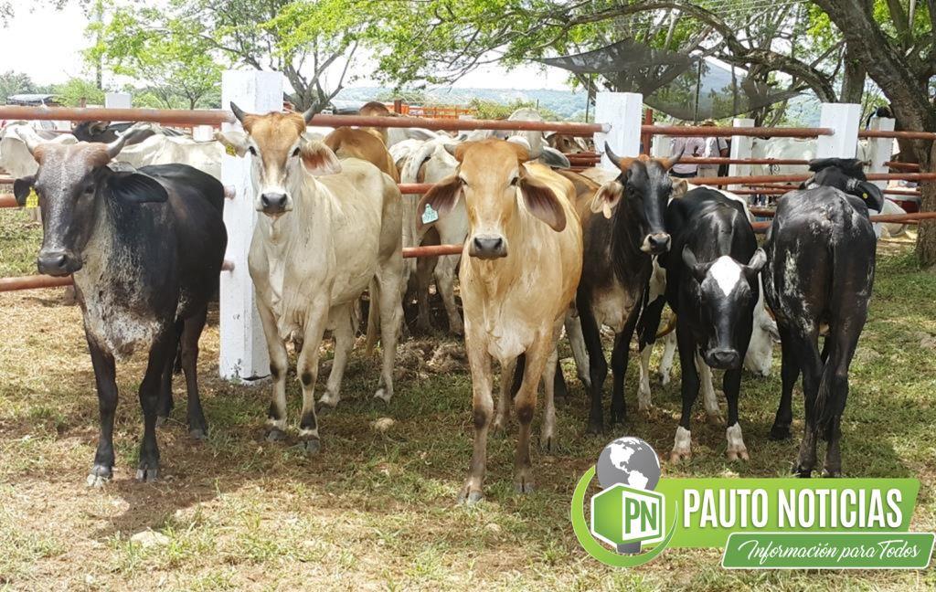 Del 27 de octubre al 10 de diciembre se realizará el segundo ciclo de vacunación contra la fiebre aftosa en todo el país