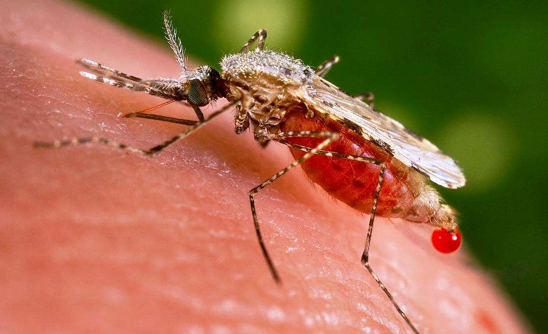 Alarma por brote de Malaria en comunidad indígena de Caño Mochuelo