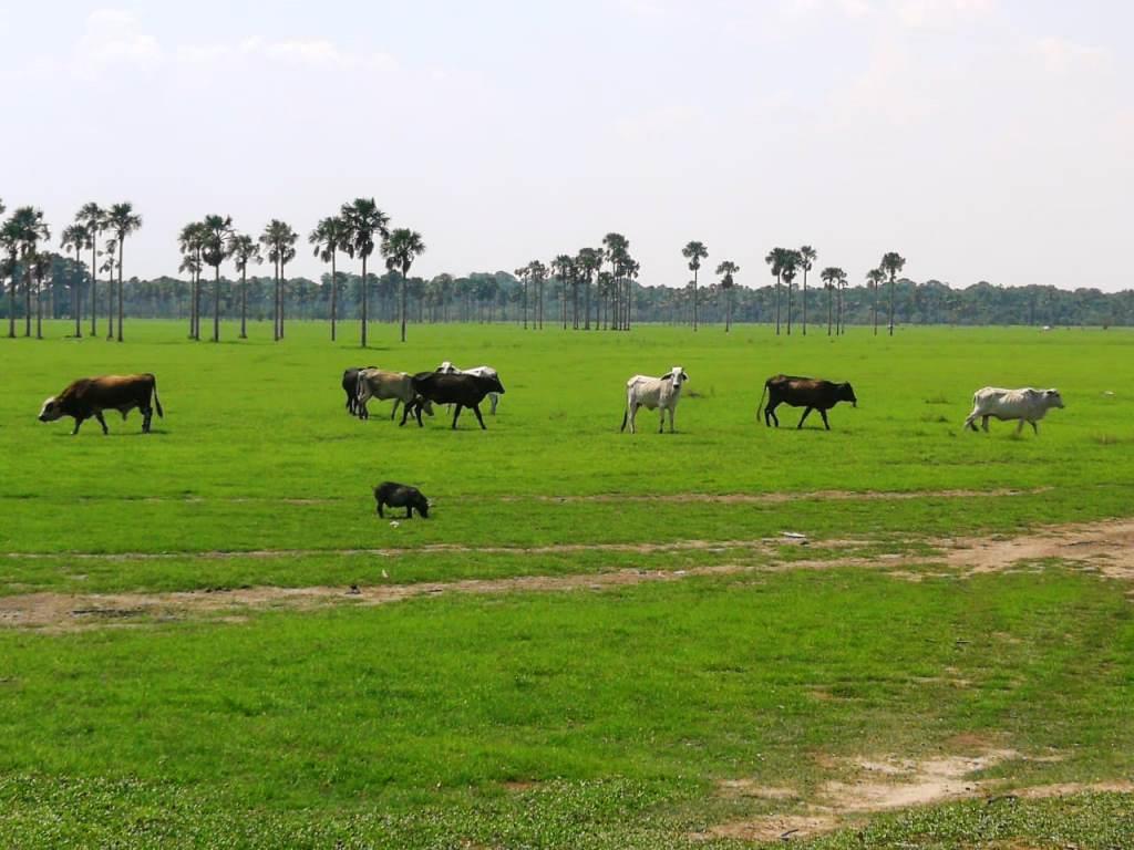 Se firmará pacto de conservación para proteger “Los Morichales” en Paz de Ariporo