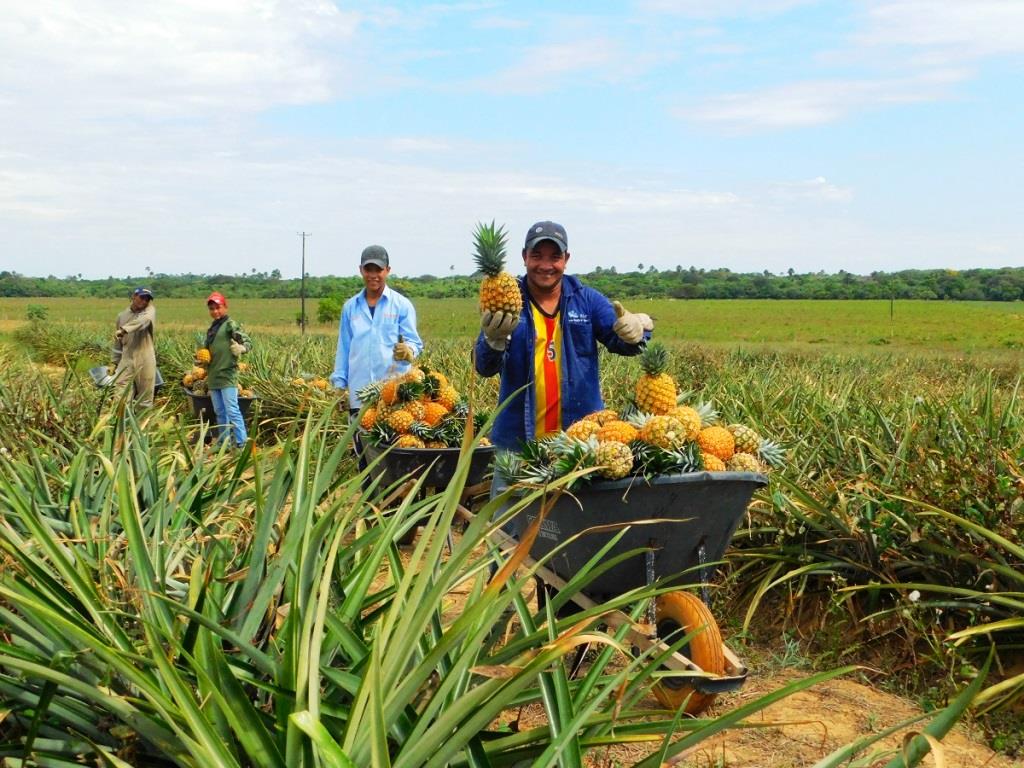 Ecopetrol aportará al fortalecimiento de la cadena productiva de la piña en Tauramena