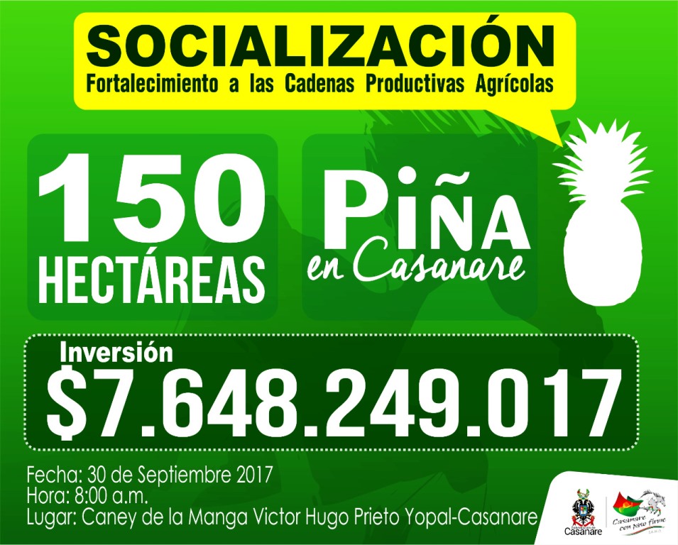 Gobernador de Casanare socializará este sábado proyecto para la implementación de 150 hectáreas de piña en el Departamento