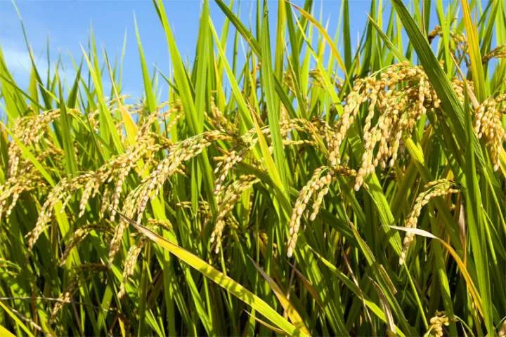 Fedearroz celebró los acuerdos logrados en el Consejo Nacional del Arroz para el pago del incentivo al almacenamiento