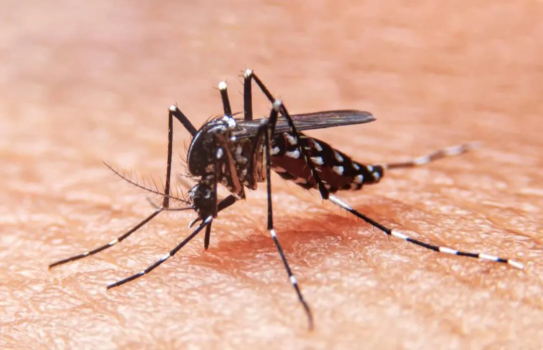 A pesar de la disminución con respecto al año anterior se han notificado 638 casos de Dengue en Casanare