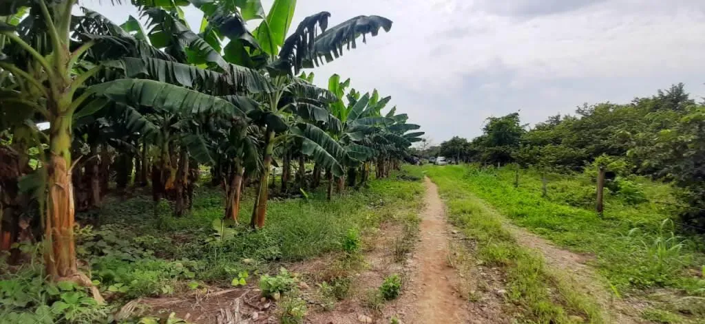 Gobernación de Casanare apoya iniciativa que busca implementar 300 nuevas hectáreas de cultivos