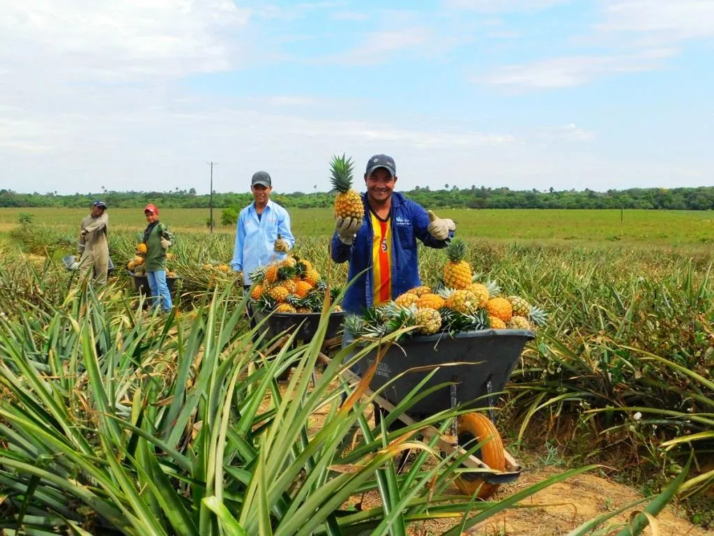  Ecopetrol aportará al fortalecimiento de la cadena productiva de la piña en Tauramena