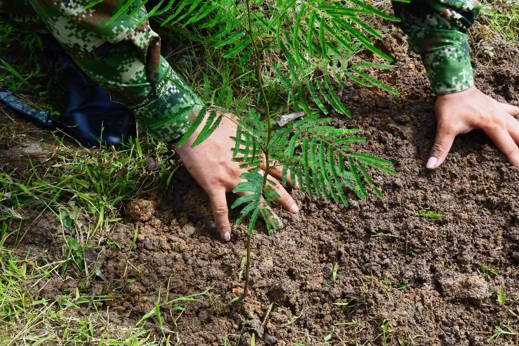 Con siembra de árboles Ejercito Nacional conmemoró el Día Mundial del Medio Ambiente en Casanare                             