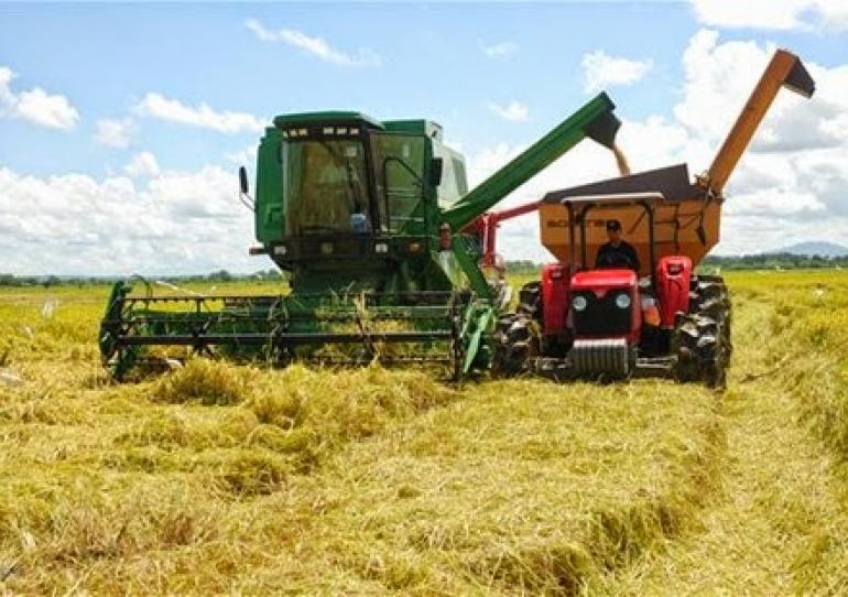 Avanza recolección de la cosecha arrocera, que garantiza el arroz que el país necesita