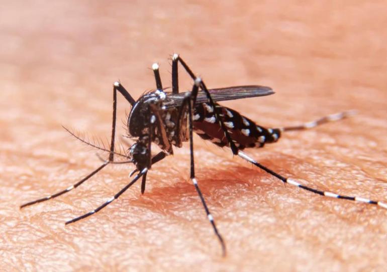 A pesar de la disminución con respecto al año anterior se han notificado 638 casos de Dengue en Casanare