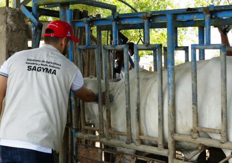 Secretaría de Agricultura departamental continúa trabajando en el mejoramiento genético bovino en Casanare