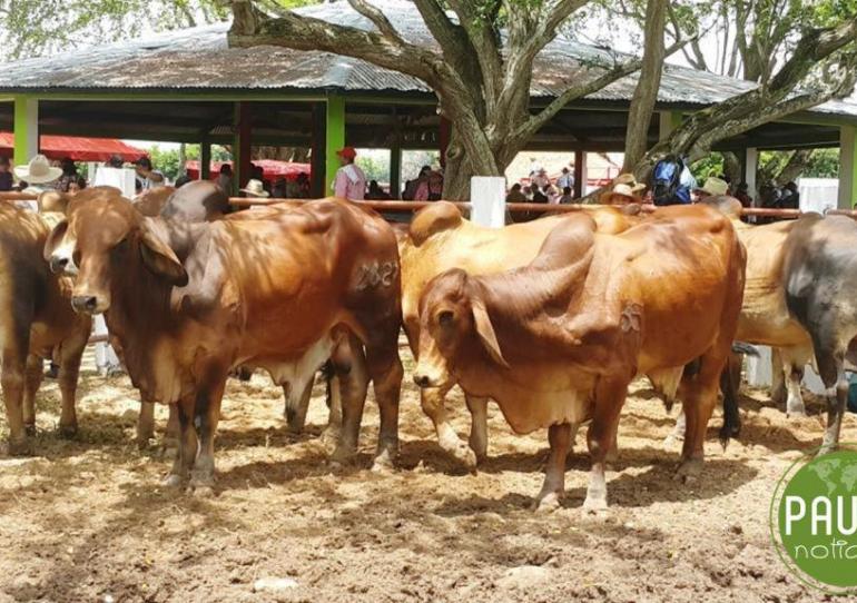 Este fin de semana en Paz de Ariporo se desarrolla la 35 Feria Ganadera comercial y doble propósito