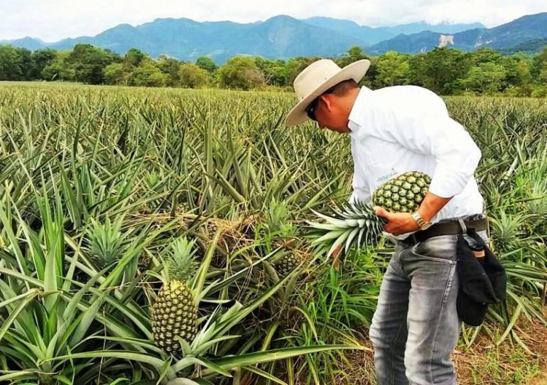 Productores de piña compartirán experiencias aprendidas en visita a Costa Rica