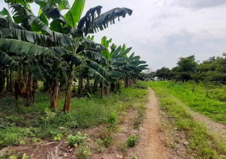 Gobernación de Casanare apoya iniciativa que busca implementar 300 nuevas hectáreas de cultivos