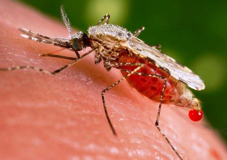 Alarma por brote de Malaria en comunidad indígena de Caño Mochuelo